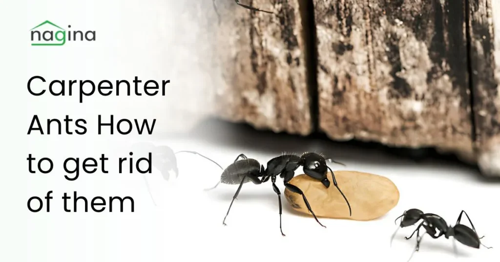 Carpenter Ants, color, size and know How to get rid of them?