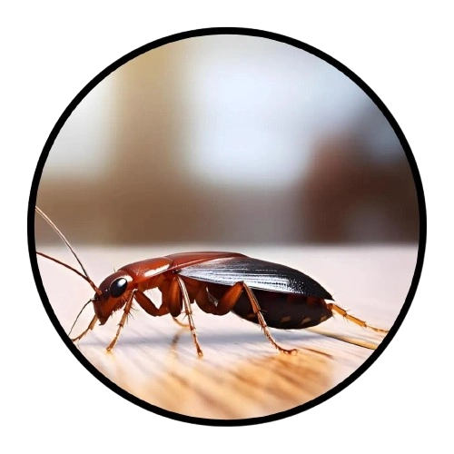 cockroach pest control service Dubai