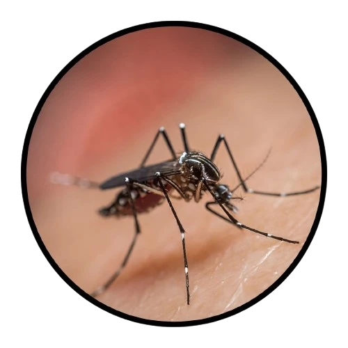 mosquito and files pest control Dubai