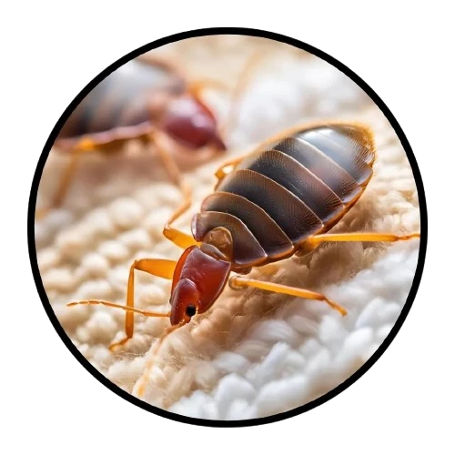 bed bugs pest control Dubai