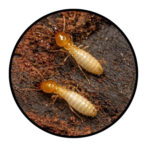 Termites