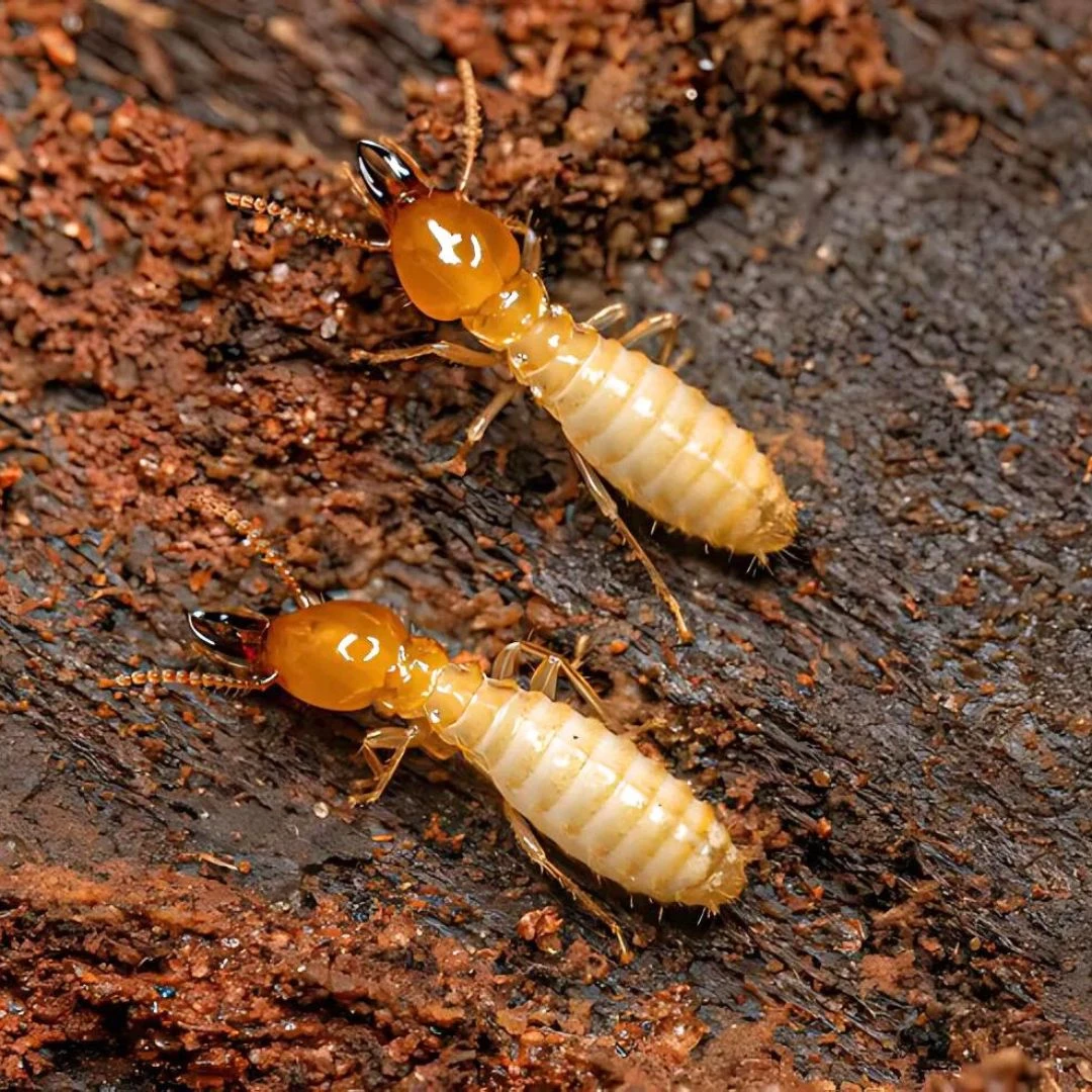 termites