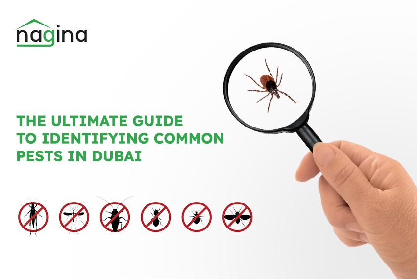 The Ultimate Guide to Identifying Common Pests in Dubai