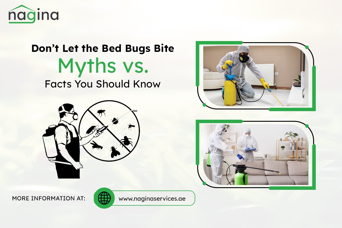 Don’t Let the Bed Bugs Bite: Myths vs. Facts You Should Know - Nagina ...