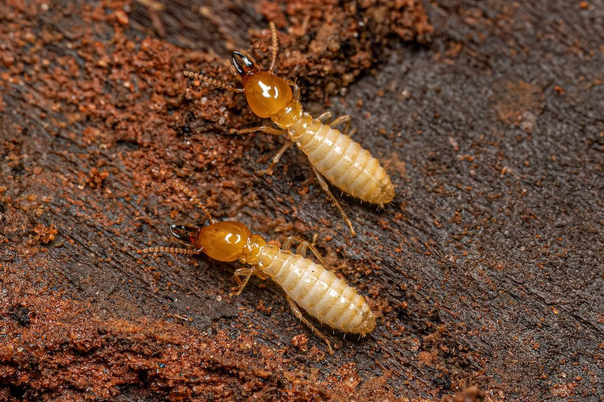 Coptotermes+termites