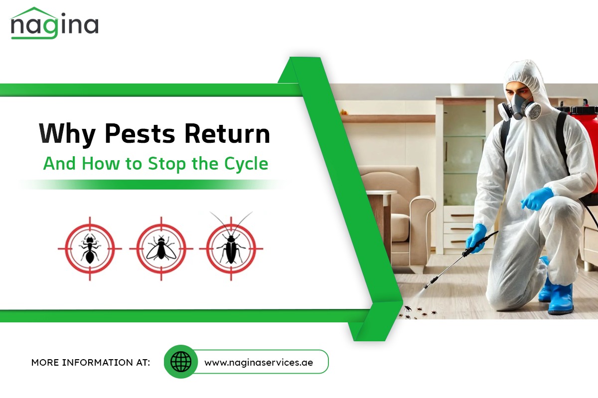 Why Pests Return — And How to Stop the Cycle - Nagina Services