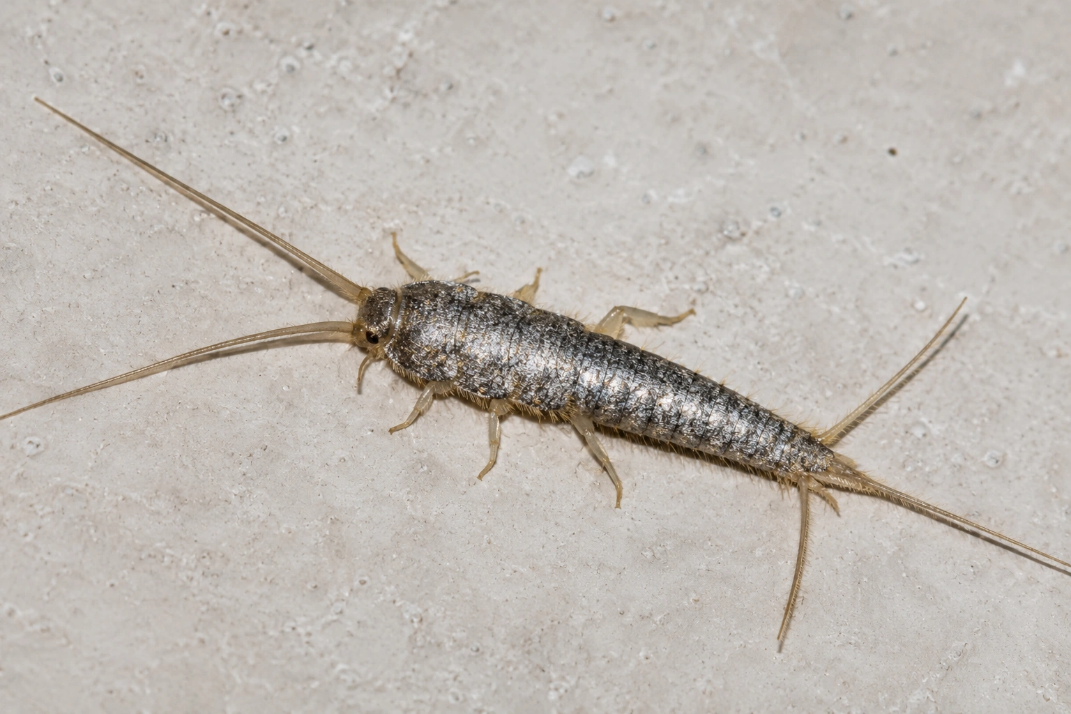 silverfish