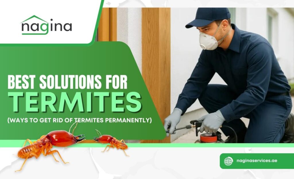 Best Solutions for Termites in Dubai, UAE