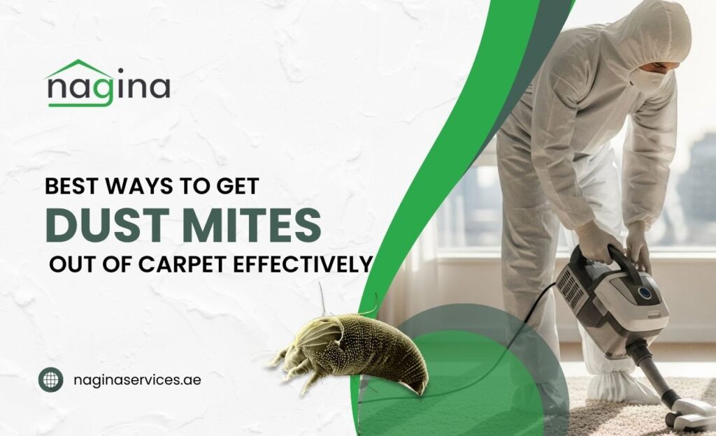 How to Get Dust Mites Out of Carpet in Dubai, UAE