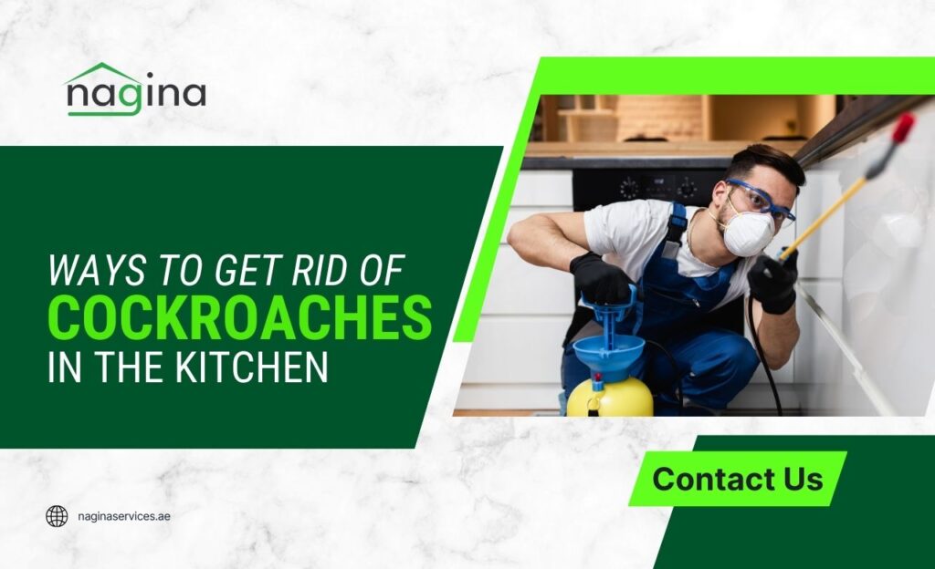 How to Get Rid of Cockroaches in the Kitchen (Dubai)