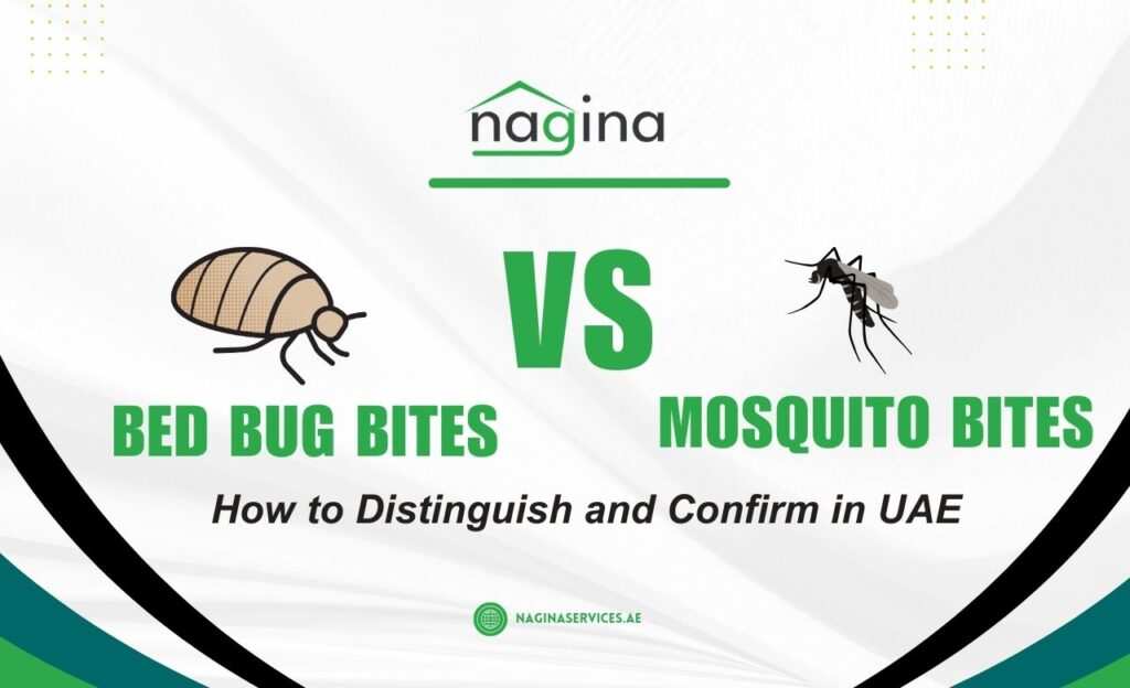 Bed Bug Bites vs Mosquito Bites How to Distinguish and Confirm in UAE