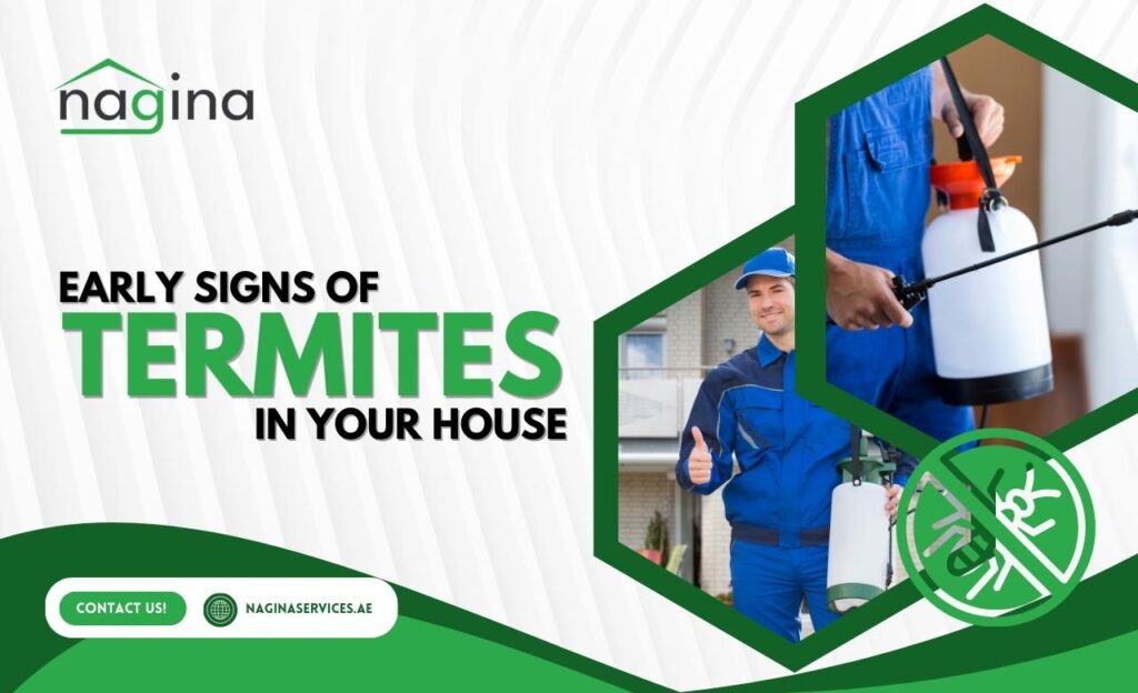 Early Signs of Termites in Your House in UAE