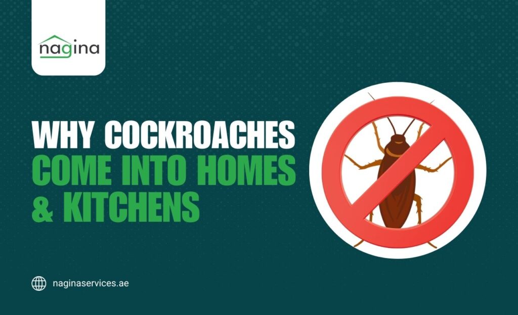 Why Cockroaches Come Into Homes & Kitchens in Dubai, UAE