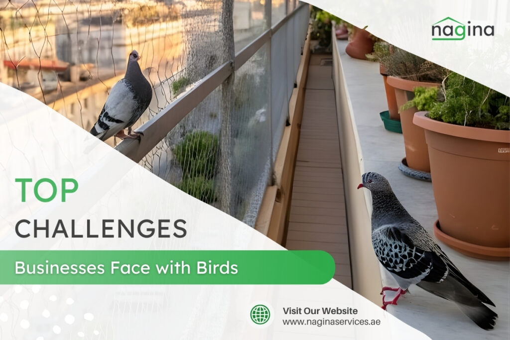 Top Challenges Businesses Face with Birds