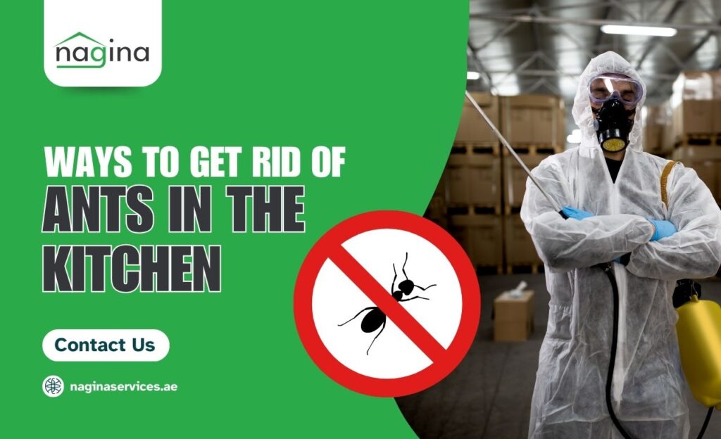 How to Get Rid of Ants in the Kitchen Dubai (Permanently)