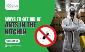 How to Get Rid of Ants in the Kitchen Dubai (Permanently)