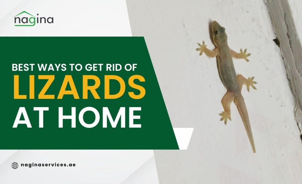 How to get rid of lizards at home (permanently) in Dubai