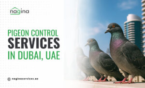 Best Pigeon Control Services in Dubai, UAE