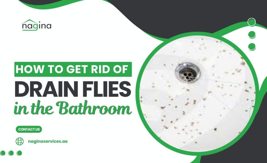 How to Get Rid of Drain Flies in the Bathroom in Dubai (UAE Fix)