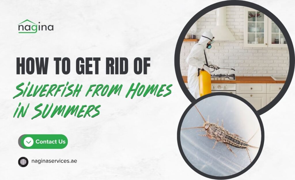 How to Get Rid of Silverfish from Dubai Homes Summers