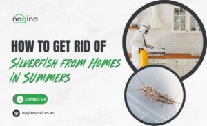 How to Get Rid of Silverfish from Dubai Homes Summers