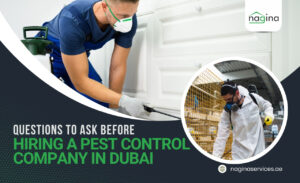 Questions to Ask Before Hiring a Pest Control Company in Dubai