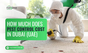 How Much Does Pest Control Cost in Dubai (UAE)