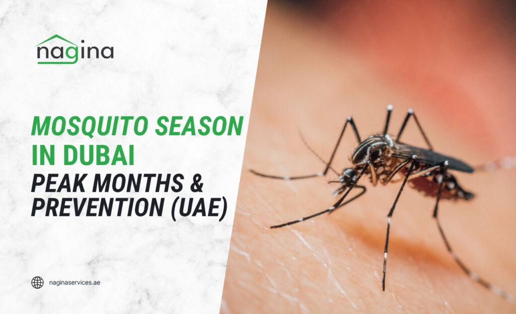 Mosquito Season in Dubai Peak Months and Prevention (UAE)