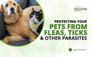 Protecting Your Pets from Fleas, Ticks, and Other Parasites in Dubai, UAE