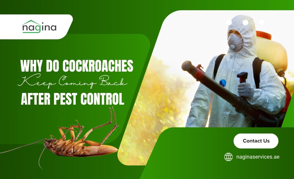 Why Do Cockroaches Keep Coming Back After Pest Control (UAE)