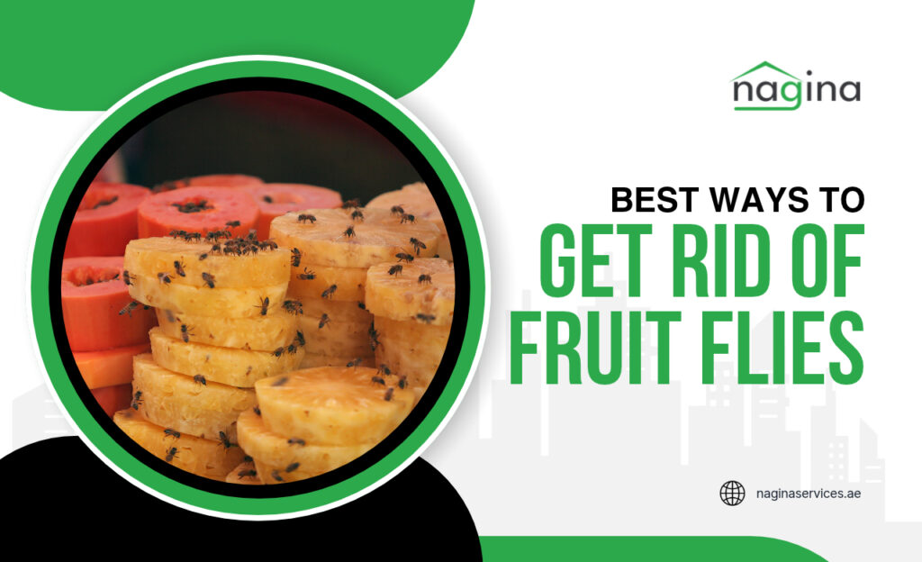 Best Ways to Get Rid of Fruit Flies in Dubai, UAE