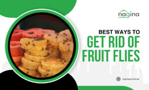 Best Ways to Get Rid of Fruit Flies in Dubai, UAE