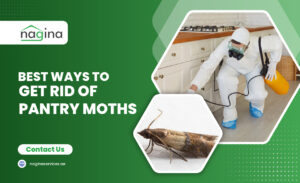 How to Get Rid of Pantry Moths (Dubai, UAE)