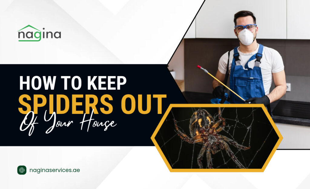 How to Keep Spiders Out of Your House in Dubai, UAE