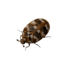 Carpet beetle Carpet beetle