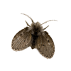 Drain Fly Drain Fly