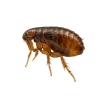 Flea Flea