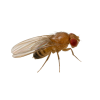 Fruit fly Fruit fly