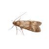 Moth Moth