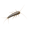 Silverfish Silverfish
